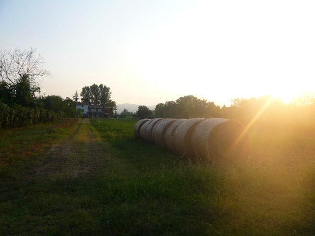 Agriturismo Bosco Del Fracasso Scandiano Dış mekan fotoğraf